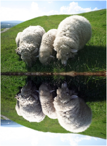 sheepwater