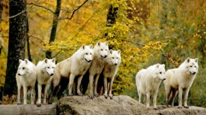 pack-of-wolves
